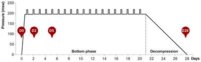 Shifts in the Oral Microbiota During a Four-Week Commercial Saturation Dive to 200 Meters